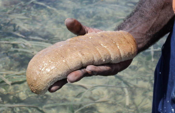 Sea cucumber