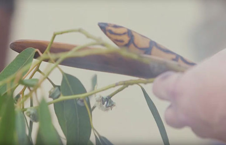 Hands holding clapsticks and a small, green eucalyptus branch