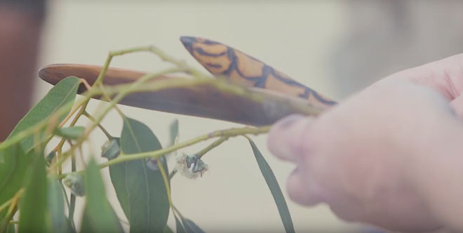 a hand holding gum leaves and clapsticks