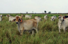 Cows grazing on nutritious grass