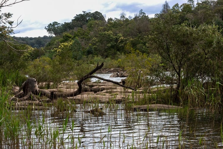 A river with green plans surrounding it