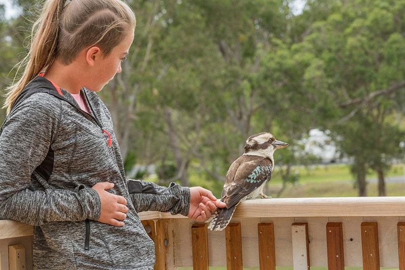 A girl reaches towards a bird perched on a fence