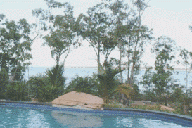 An outdoor swimming pool with trees and plants surrounding it