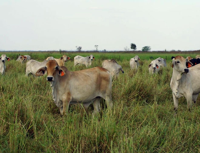 Cows in a grassy paddock