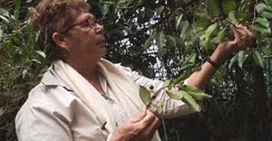 An Aboriginal woman holding leaves from a tree