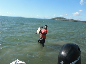 A man stands in the ocean holding up a turtle
