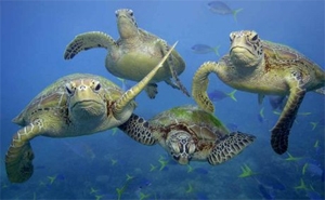 Turtles underwater