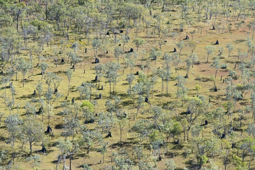 An aerial photo of trees